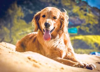 cold-tail-coda-fredda-nei-cani