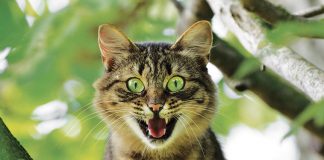 ansie-paure-e-fobie-del-gatto