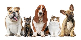 cane-gatto-osteoartrite-2