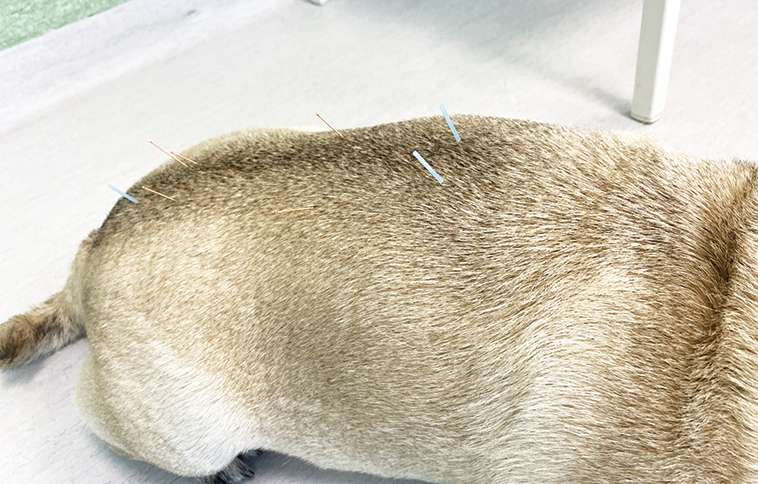 Esempio di agopuntura veterinaria per epilessia nel cane