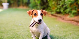cane-snack