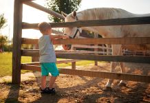 Cavallo-e-la-pet-therapy