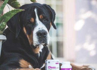 Sovrappeso e obesità nel cane e nel gatto innovet-oleea-ok
