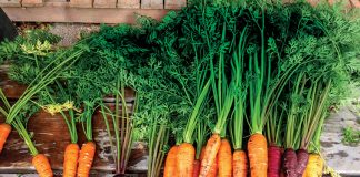 Carote-nell'alimentazione-degli-uccelli