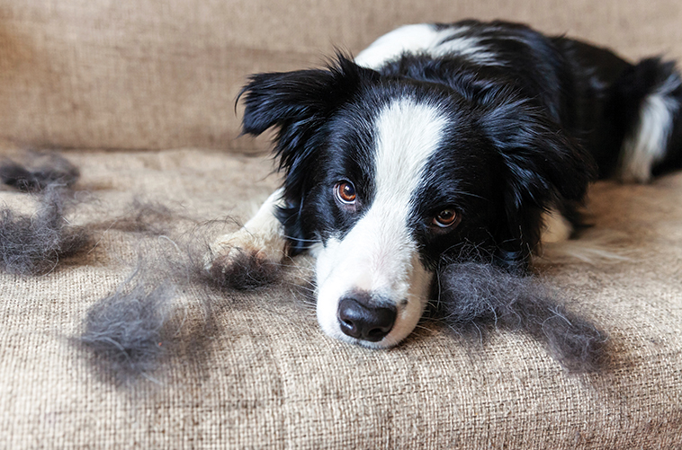 Nel cambio muta il cane e il gatto perdono matasse di pelo ovunque Cane sul divano durante il cambio della muta impelando tutto il divano