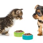 Effetti benefici delle fibra nella dieta di cane e gatto