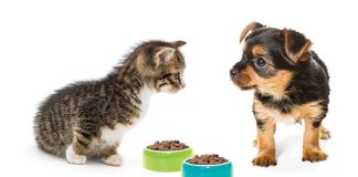 Effetti benefici delle fibra nella dieta di cane e gatto