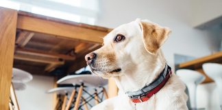 Insegnare-il-resta-al-cane