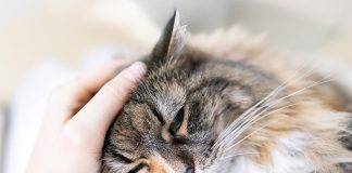il-lutto-nel-gatto