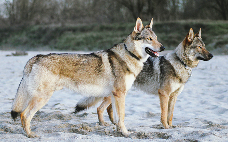 I lupi Cecoslovacchi Ares e Dracaris
