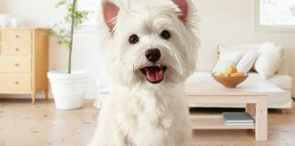 non-solo-un-cane-ma-un-westie