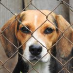 beagle-zero-cani-in-canile