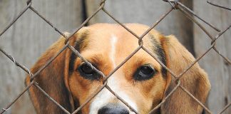 beagle-zero-cani-in-canile