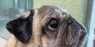 agopuntura-per-animali-e-proprietari