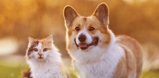 cane-gatto-cosa-scegliere