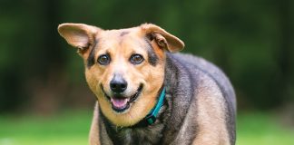 cane-gatto-sovrappeso-obesità