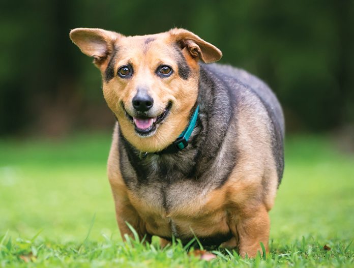 cane-gatto-sovrappeso-obesità