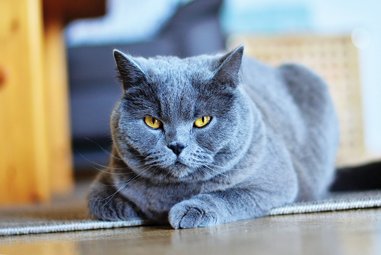 Immagine di un gatto sedentario in primo piano