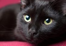 giornata-internazionale-gatto-nero