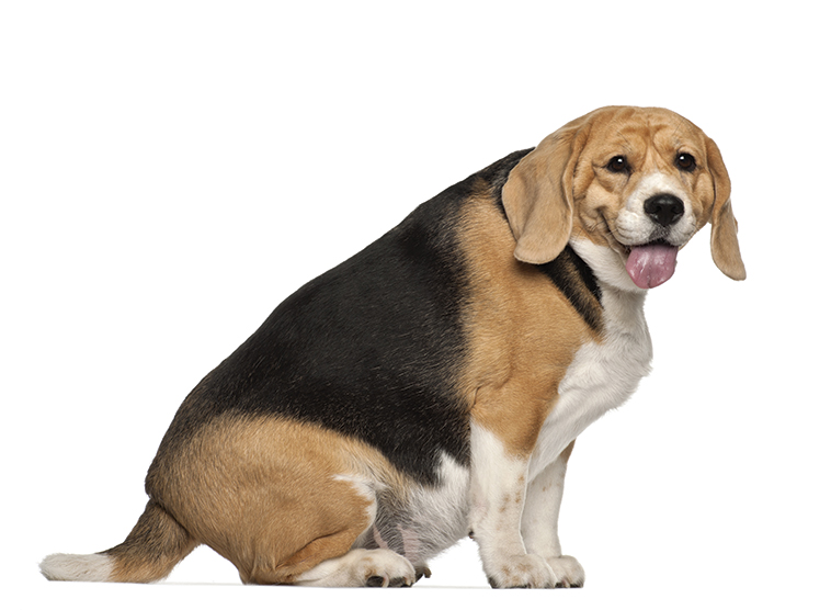 Cane beagle in sovrappeso
