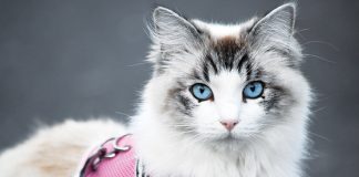 pet-food-e-pet-care-trend-autunno-inverno