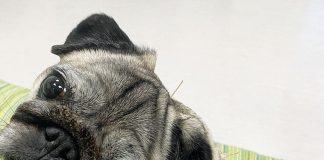 cane-artrosi-alleviare-con-agopuntura