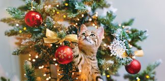 idee-per-il-natale-con-i-pets