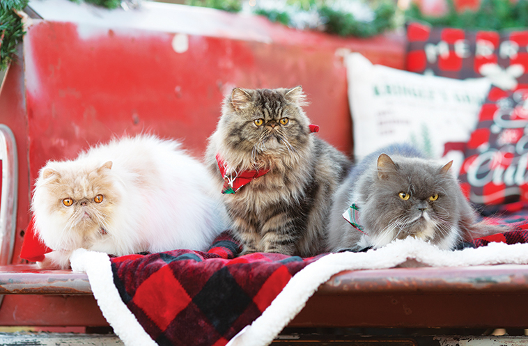 Tre spendidi gatti sul divano con copridivano natalizio
