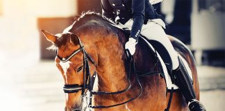 Forma-da -comprendere-per-il-cavallo