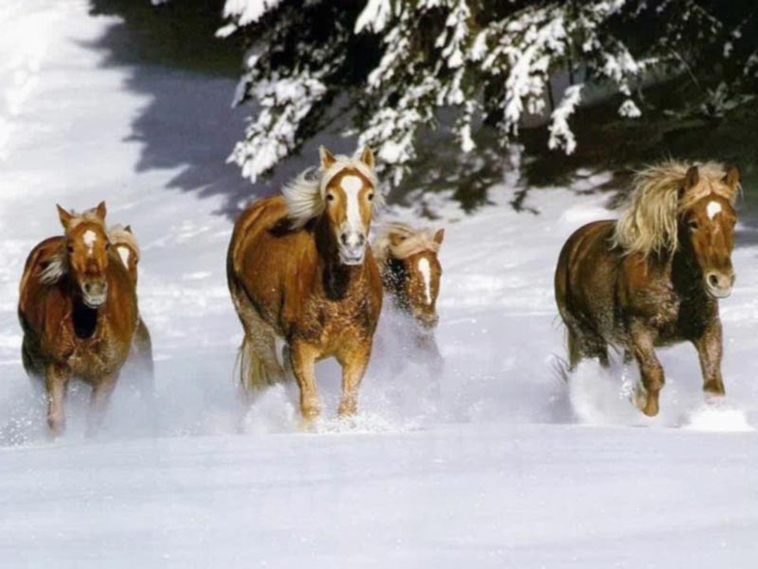 Cavalli che corrono sulla neve