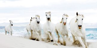 il-cavallo-in-inverno