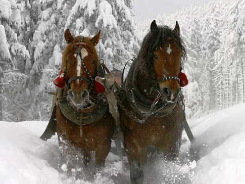 Due cavalli tra la neve 