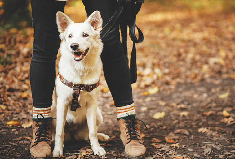 Passeggiare con il cane immagine di un cane al guinzaglio a passeggio in autunno