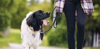 passeggiare-con-il-cane-senza-sorprese