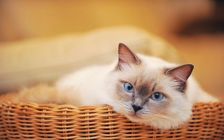 gatto in una cesta sul divano