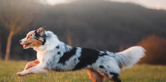 attenzione-al-cane-che-zoppica