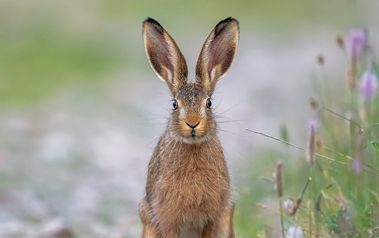 Le orecchie di un coniglio in primo piano