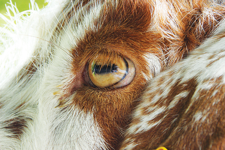 La pupilla rotonda è perfetta per gli animali diurni che vedono i colori