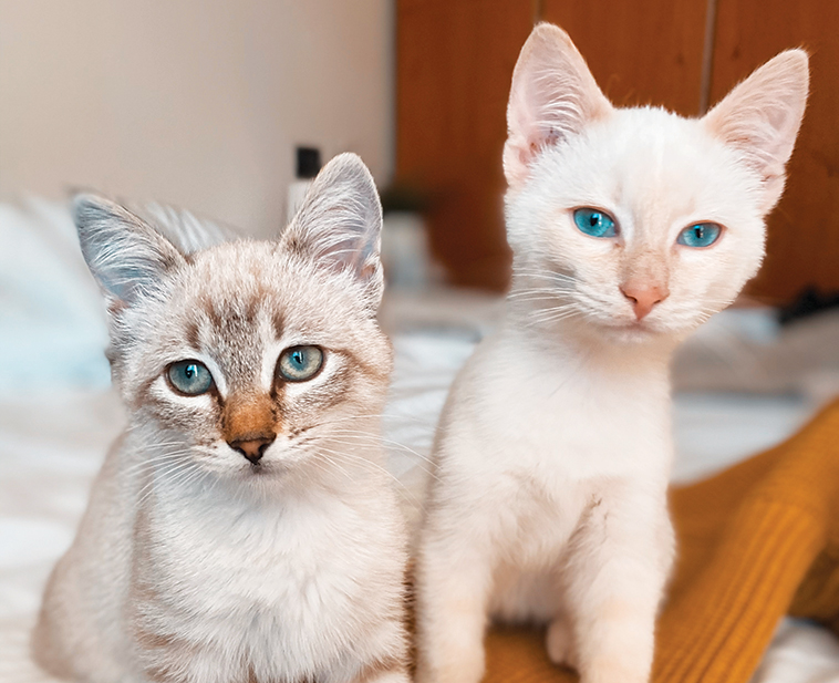 Bojack e Coco i due bellissimi gatti di Marta Pasqualato