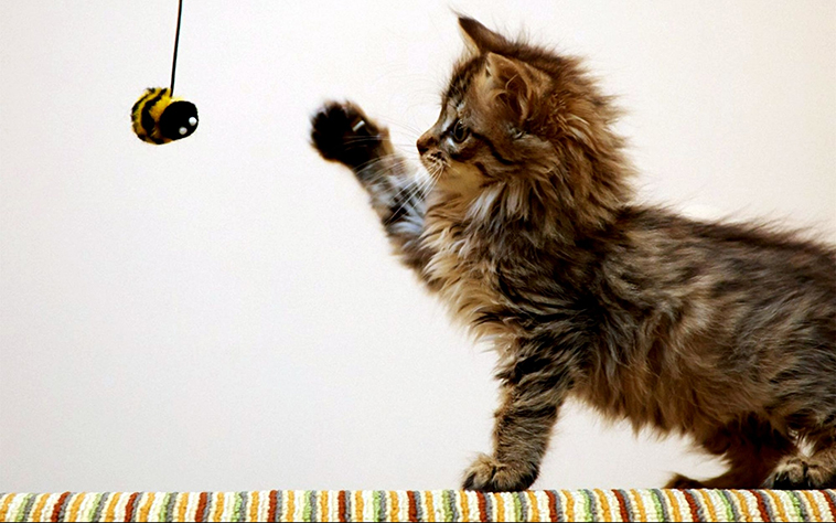 Gattino che gioca con una pallina attaccata al filo
