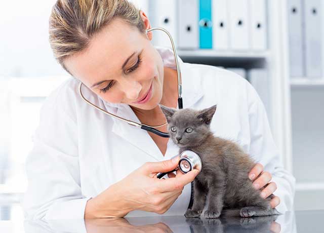 Malattie comuni del gatto  nella foto un veterinaio che visita il gatto