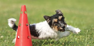 Allenamento-cane-di-base