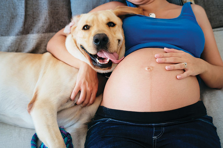 Nell'immagine la pancia di una donna incinta con il suo cane 