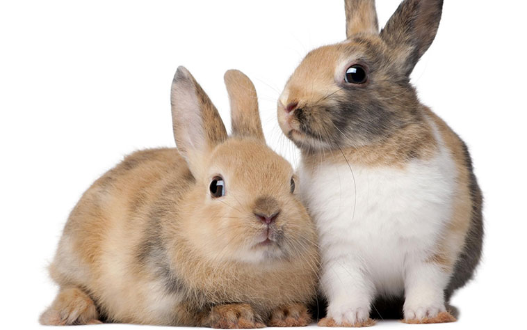 Due conigli i rischi nell'obesità per il coniglio