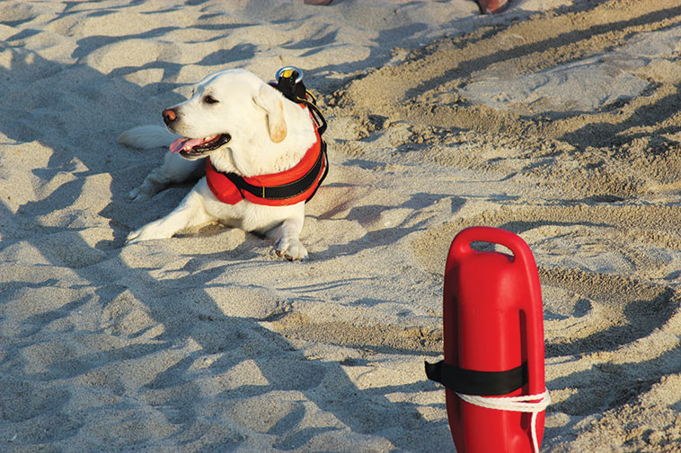 Immagine di un cane da salvataggio in spiaggia