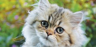 Gatto-persiano