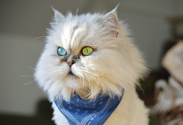 Bellissimo gatto persiano colore bianco in primo piano 