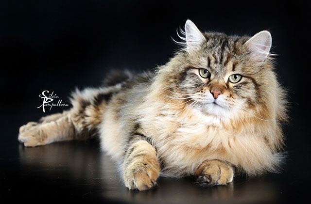 bellissimo gatto norvegese pelo lungo e predisposto ai boli di pelo