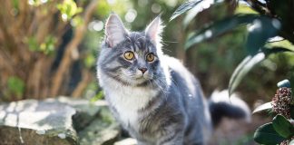 gatti-si-orientano-posti-sconosciuti