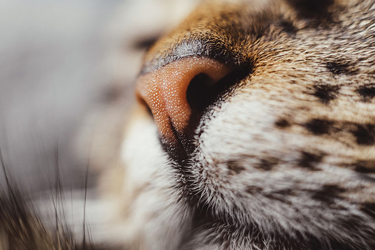 Il naso di una gatto in primo piano nella foto